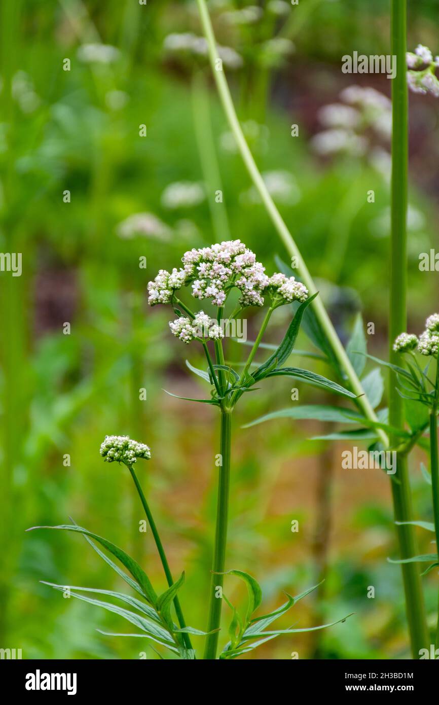 Botanical collection, Blossom of Valeriana medicinal flowering plants in family Caprifoliaceae Stock Photo