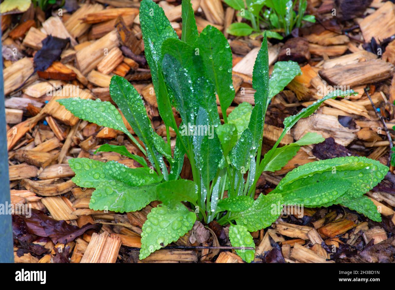 Botanical collection, young green leaves of edible and medicinal garden ...