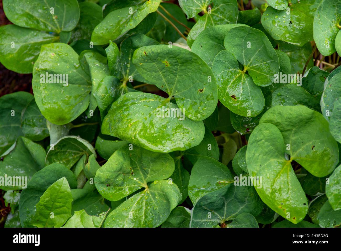 Botanical collection, green leaves of jeffersonia diphylla medicinal plant close up Stock Photo