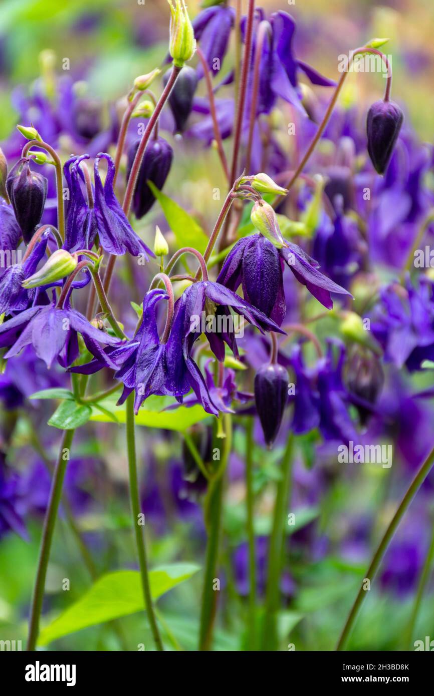 Botanical Collection Young Green Leaves And Violet Flowers Of Garden botanical-collection-young-green-leaves-and-violet-flowers-of-garden