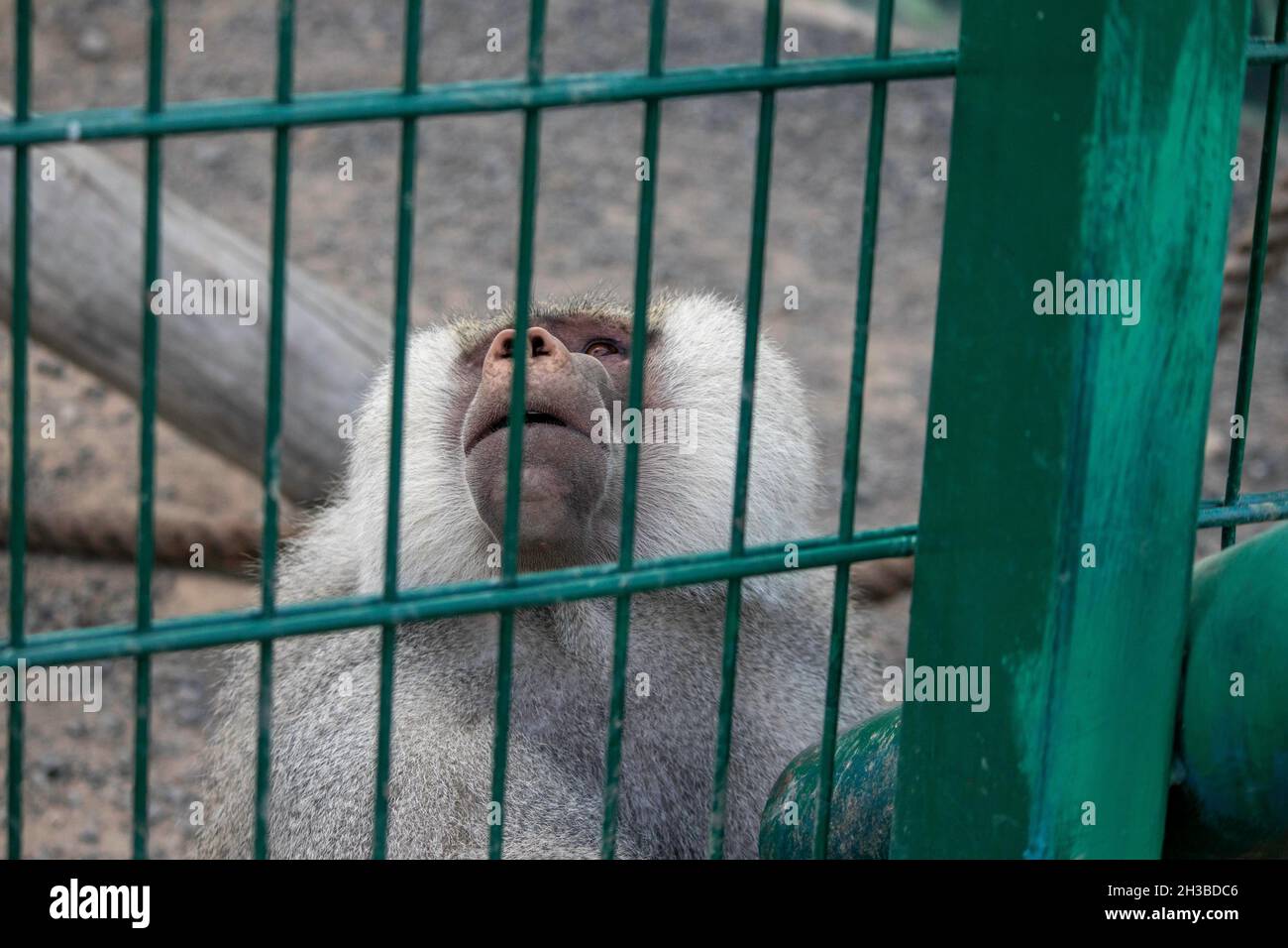 Sad Zoo Animals In Cages