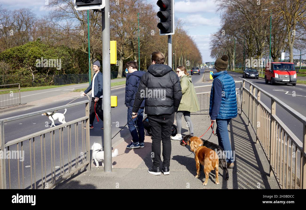 Main hotsell street dogs