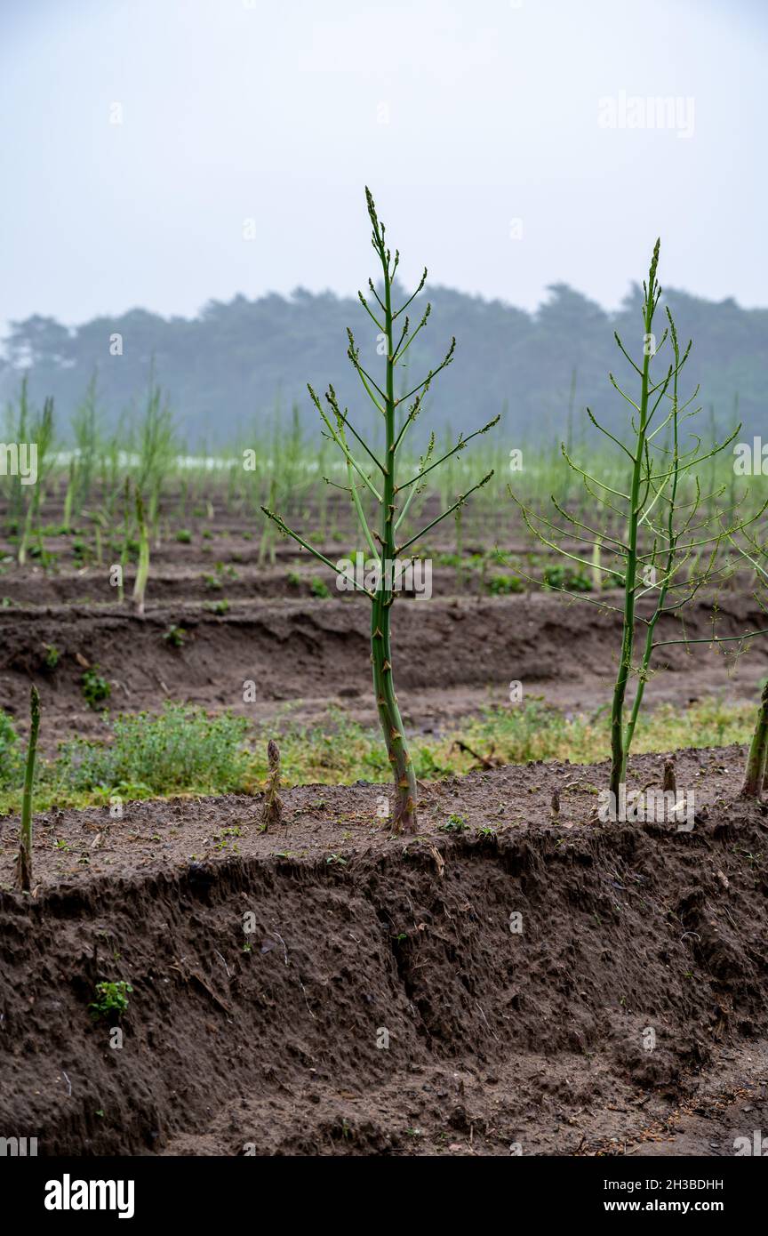 Growing cycle of white asparagus plants in summer, green plants Stock