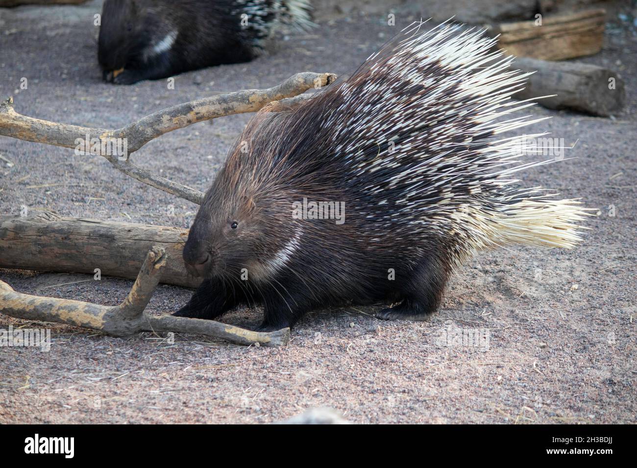 https://c8.alamy.com/comp/2H3BDJJ/cute-porcupine-on-a-sunny-day-in-the-aviary-at-the-zoo-2H3BDJJ.jpg