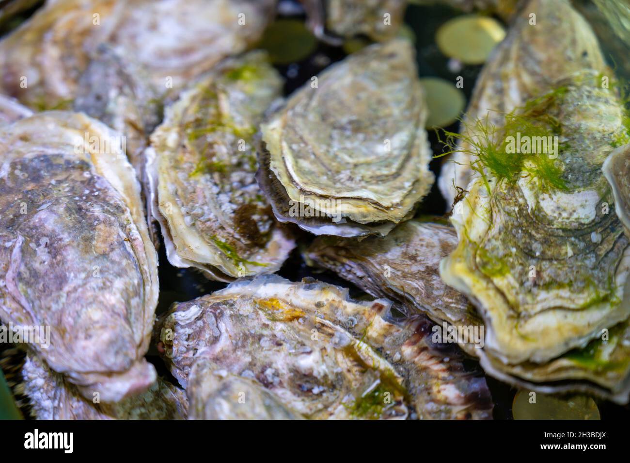 Live creuse oysters filter flowing water close up Stock Photo Alamy