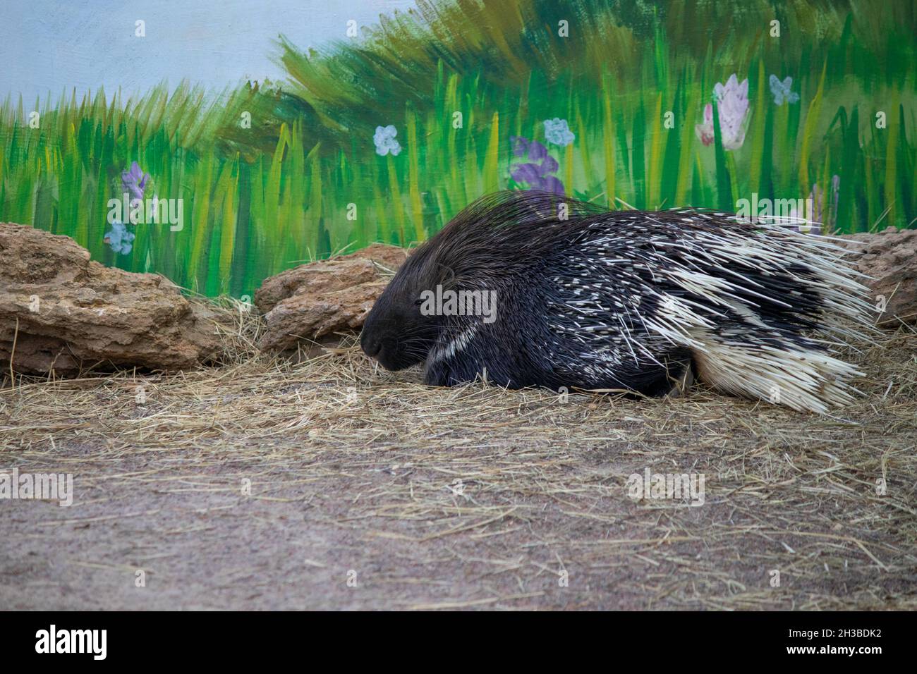 cute porcupine on a sunny day in the aviary at the zoo Stock Photo - Alamy