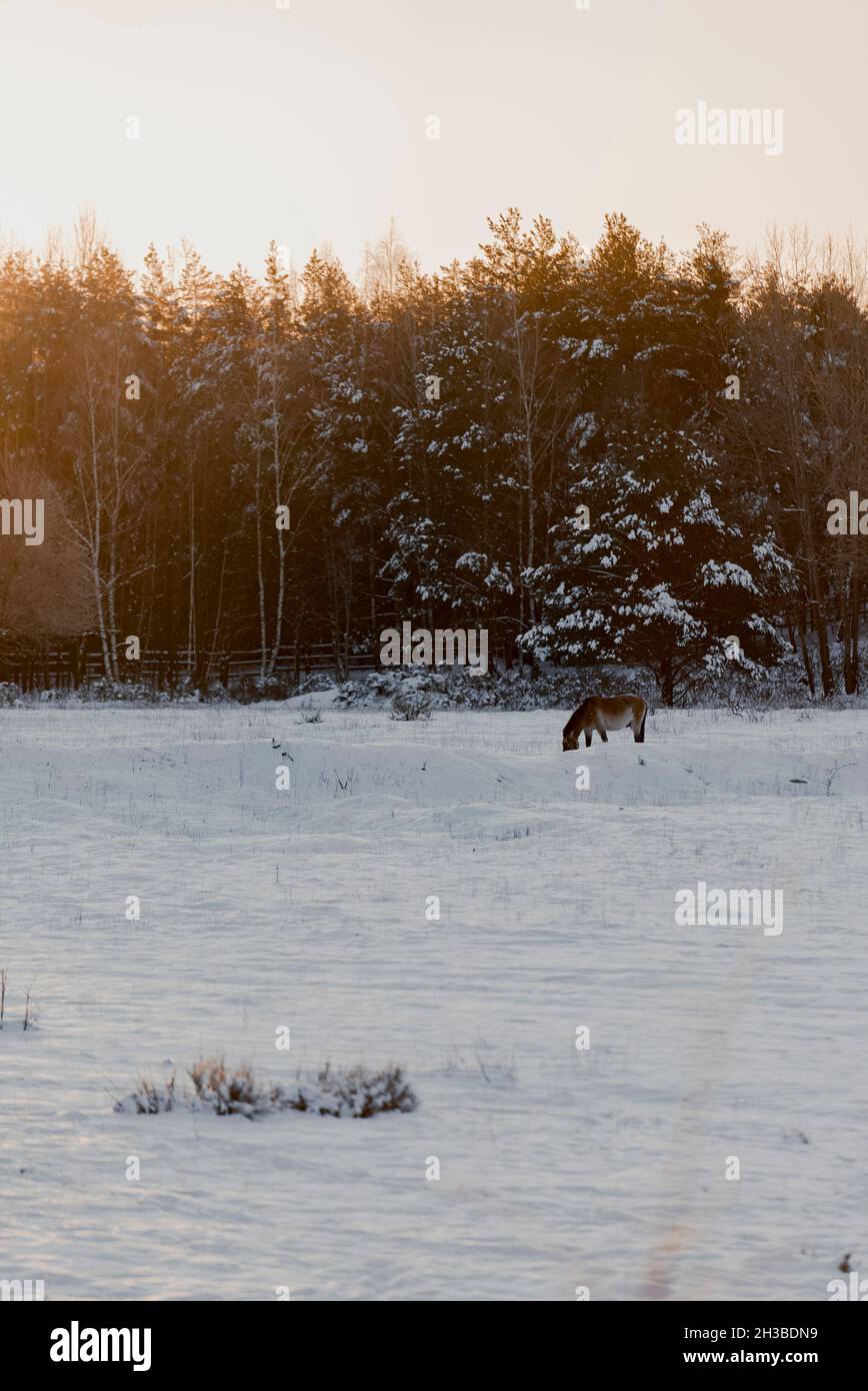 Horse sunset snow hi-res stock photography and images - Alamy