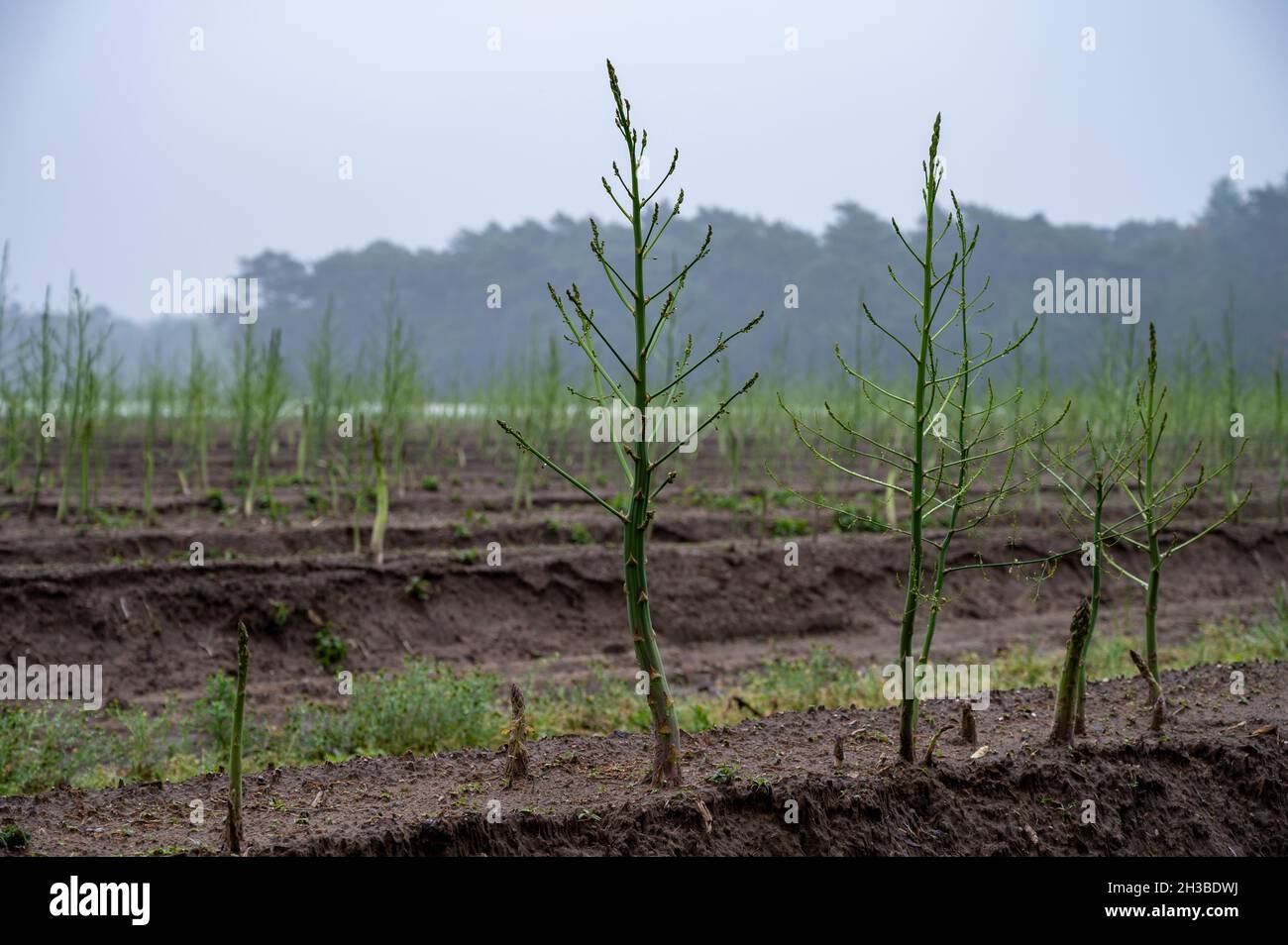 Growing cycle of white asparagus plants in summer, green plants Stock