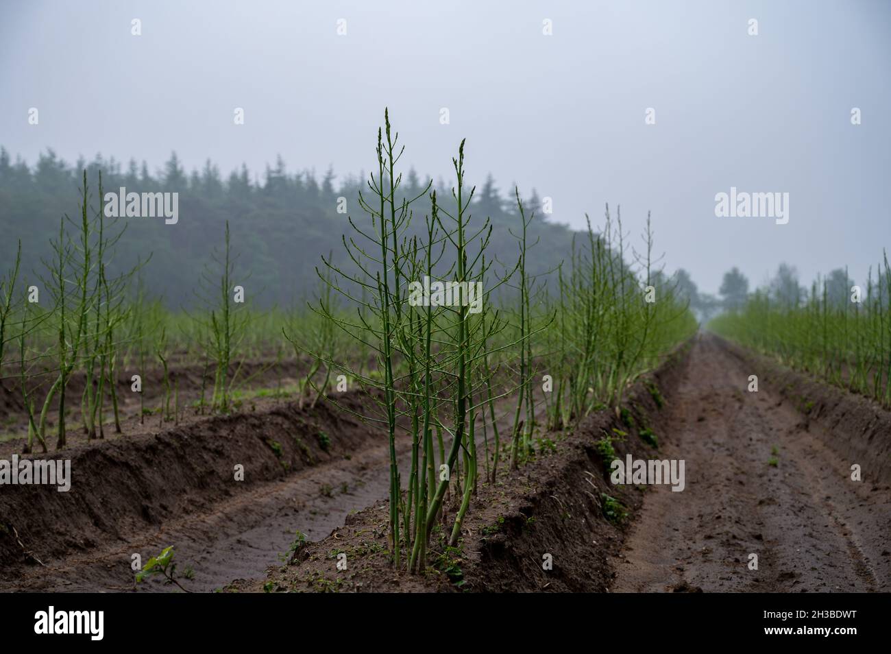 Growing cycle of white asparagus plants in summer, green plants Stock