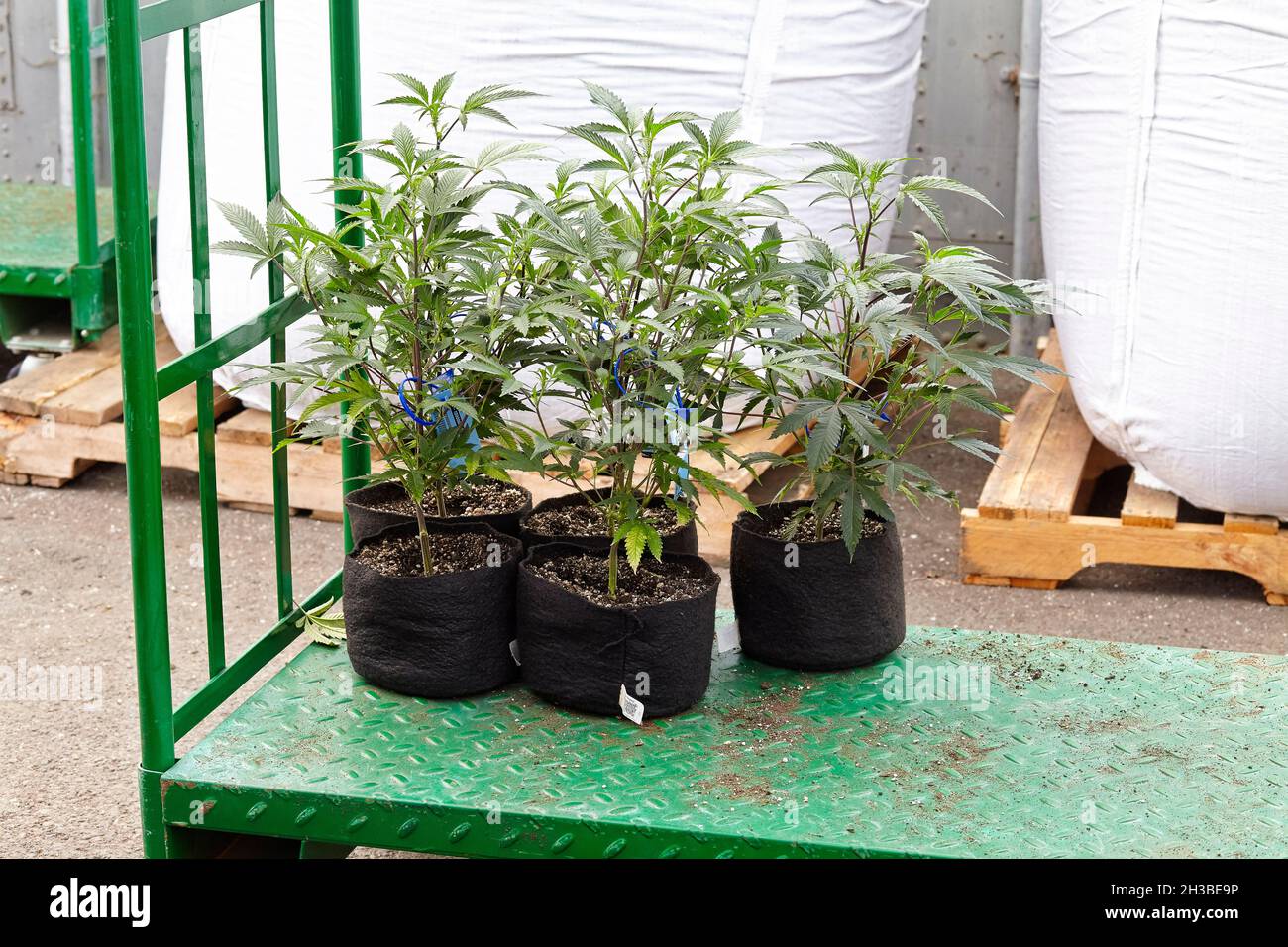 freshly potted cannabis clones ready to go into grow room Stock Photo