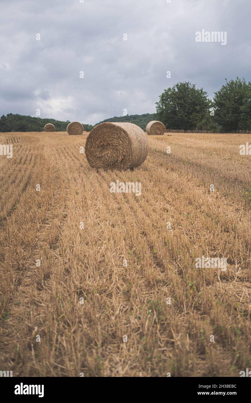 Hay bales on a field Stock Photo - Alamy