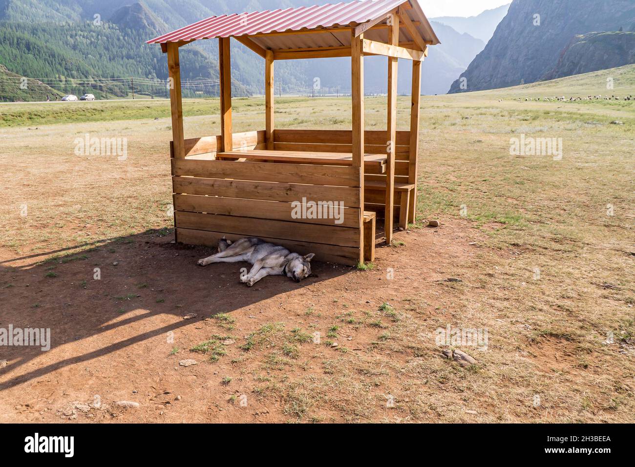In the valley, between the mountains, the dog sleeps on the ground, hiding from the scorching sun in the shade of a gazebo. Stock Photo