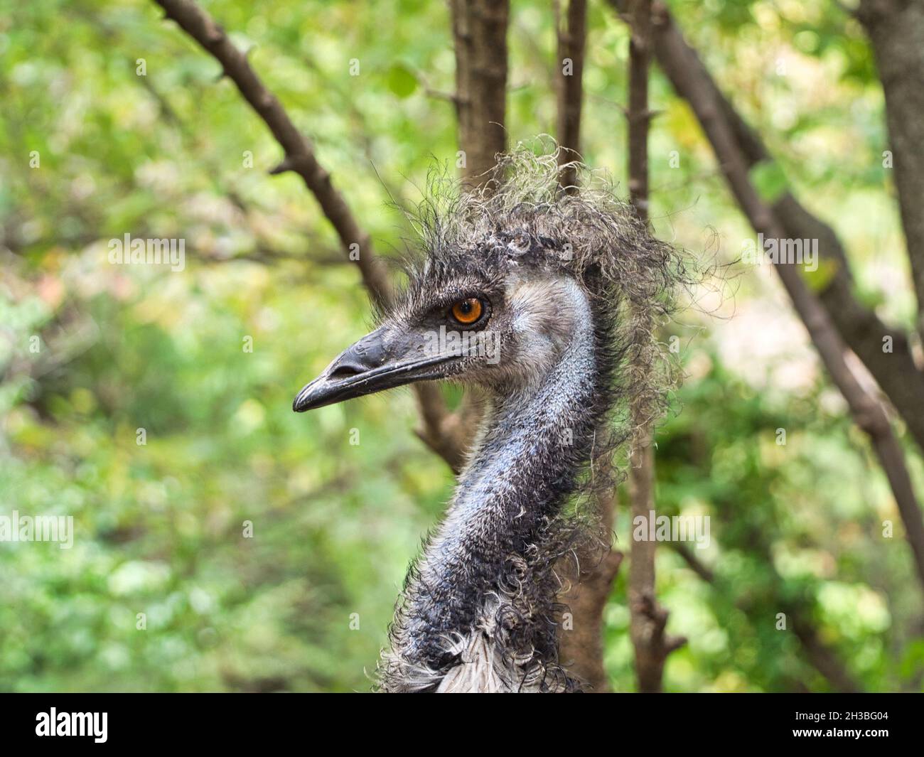 Ostrich bird in Kansas City Zoo in Kansas City Missouri Stock Photo Alamy