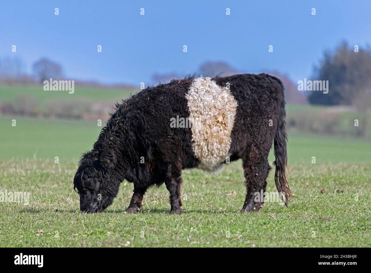 Belted Galloway / Sheeted Galloway  / Beltie / White-middled Galloway, traditional Scottish breed of beef cattle, cow grazing in pasture / field Stock Photo