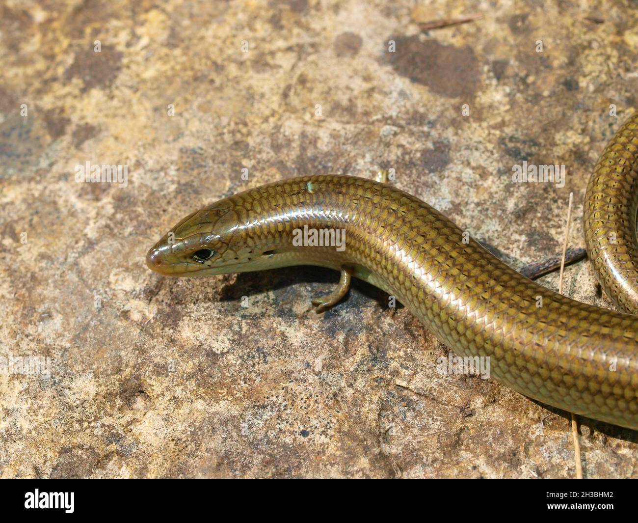 Chalcides Striatus High Resolution Stock Photography and Images Alamy