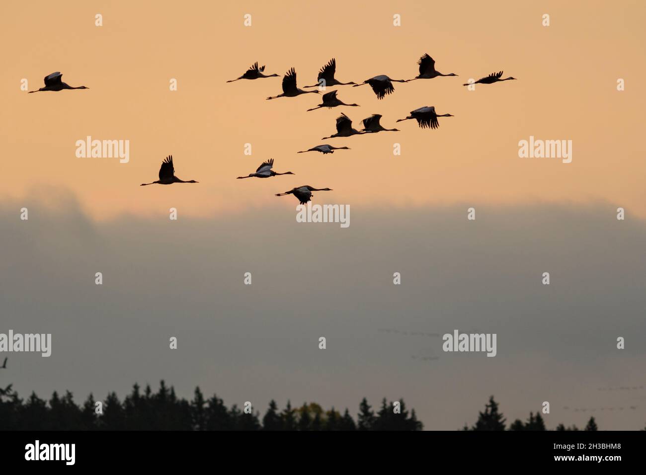 Migrating group of Common Cranes at Lake Hornborga in Sweden in October Stock Photo