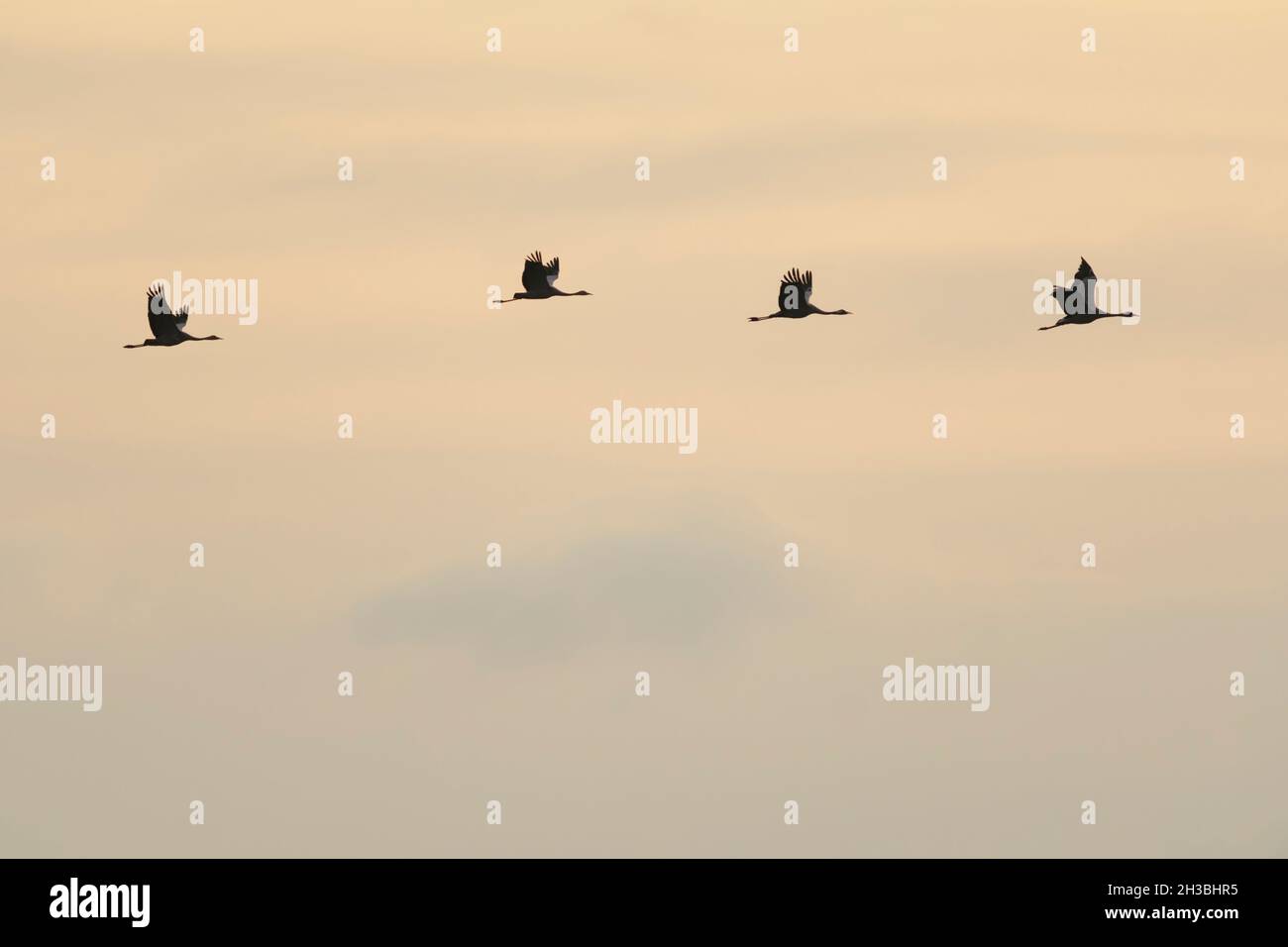 Migrating group of Common Cranes at Lake Hornborga in Sweden in October Stock Photo