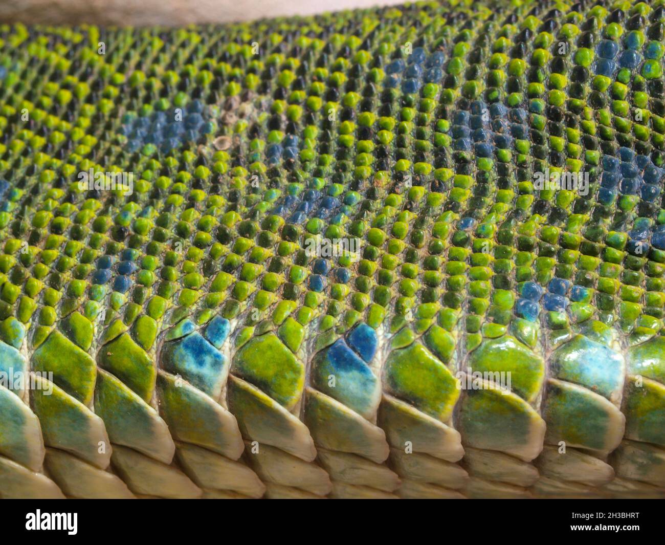 Ocellated lizard skin pattern hi-res stock photography and images - Alamy