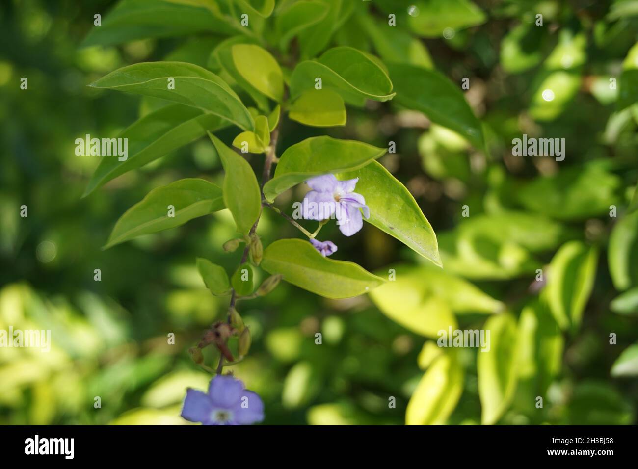 Gold mound leaves. Also called Sinyo nakal, Duranta erecta, teh-tehan ...