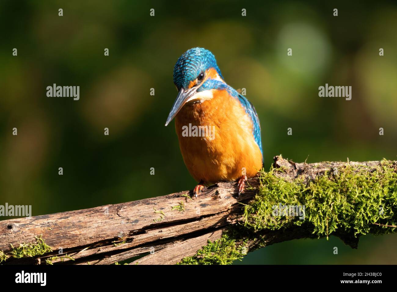 Kingfisher (Alcedo atthis), a colourful bird, on a perch looking down into a pond to find a fish, UK Stock Photo