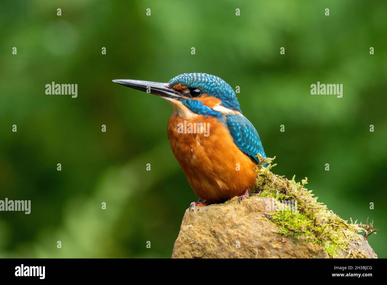 Kingfisher (Alcedo atthis), a colourful british bird on a perch, UK Stock Photo
