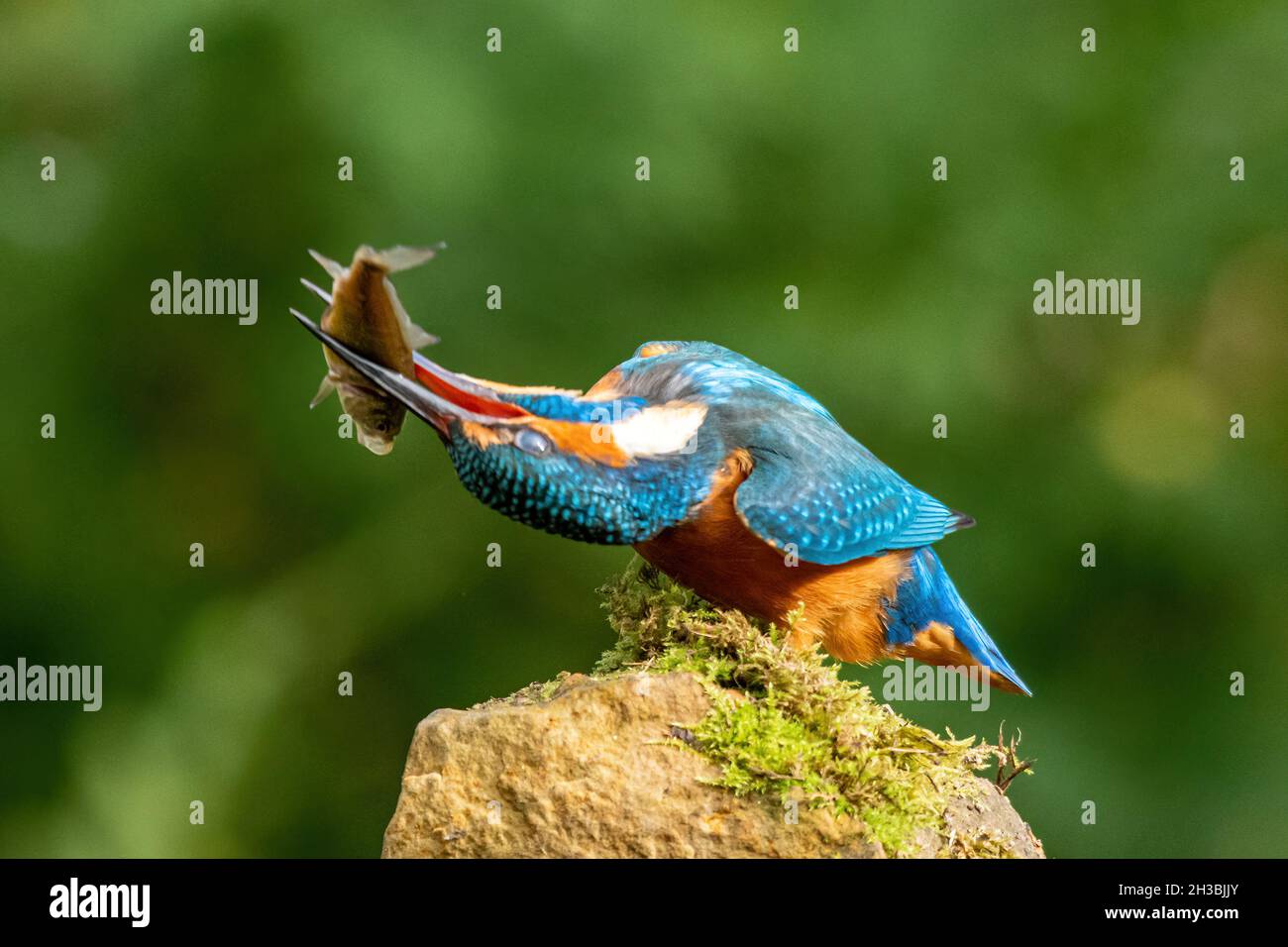 Kingfisher (Alcedo atthis) killing a fish it has caught by shaking and striking it against a perch, with eyes protected by nictitating membrane, UK Stock Photo