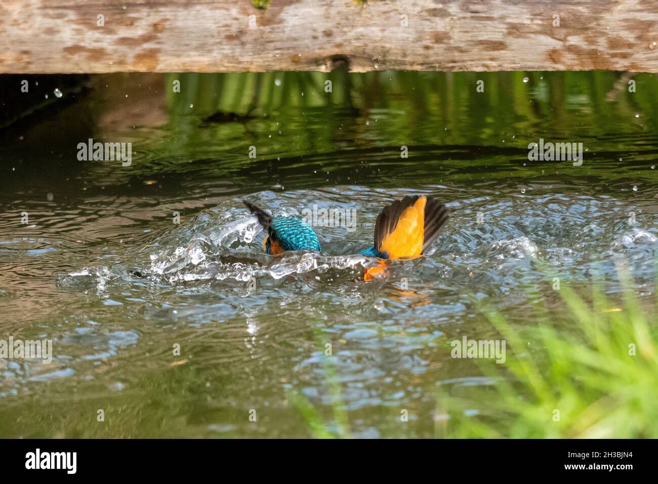 Kingfisher (Alcedo atthis), a colourful british bird, having a bath in a pond, UK Stock Photo