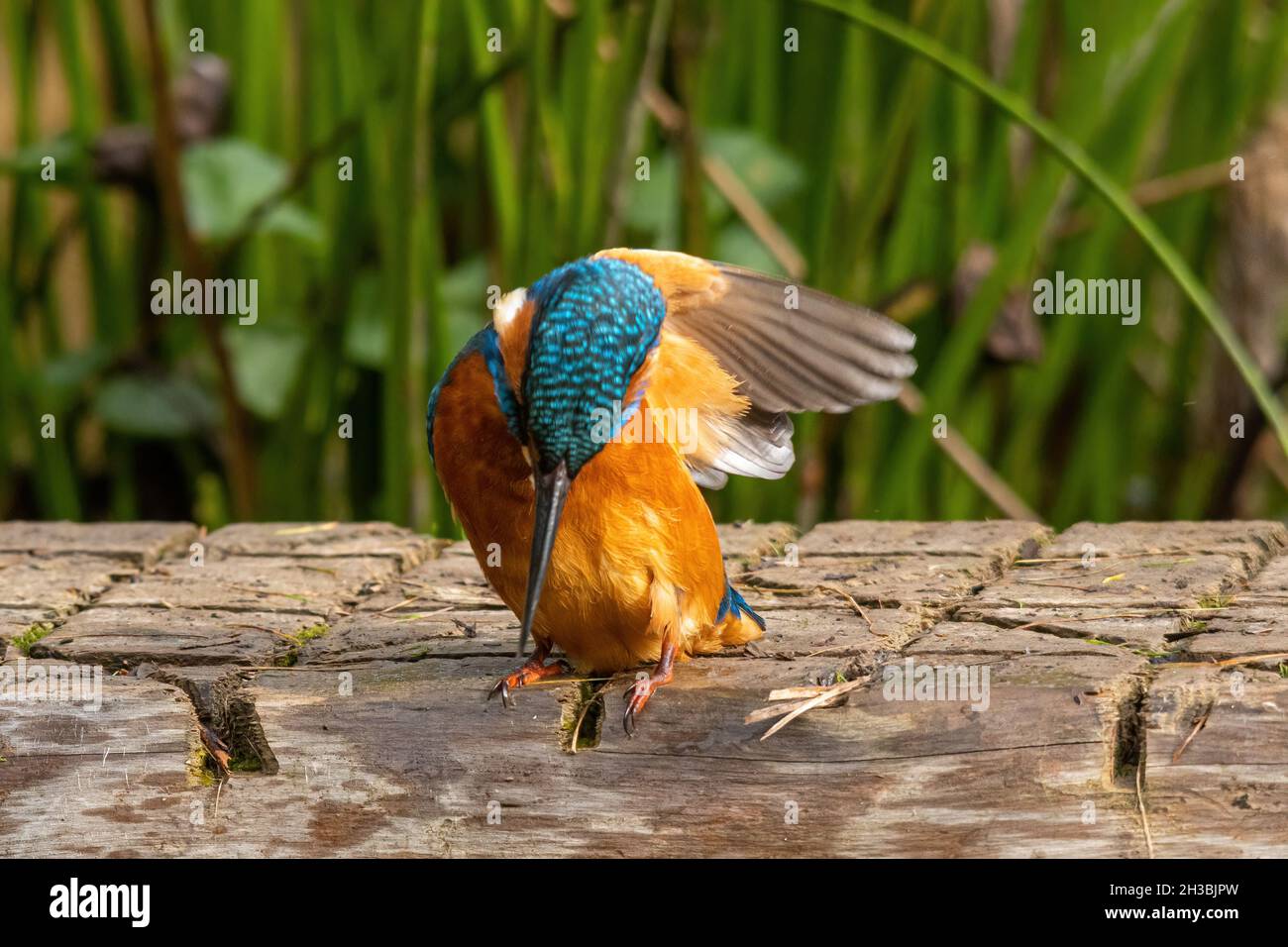 Kingfisher (Alcedo atthis), a colourful british bird, preening itself after a bath, UK Stock Photo