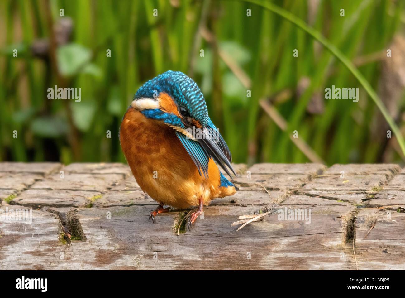 Kingfisher (Alcedo atthis), a colourful british bird, preening itself after a bath, UK Stock Photo