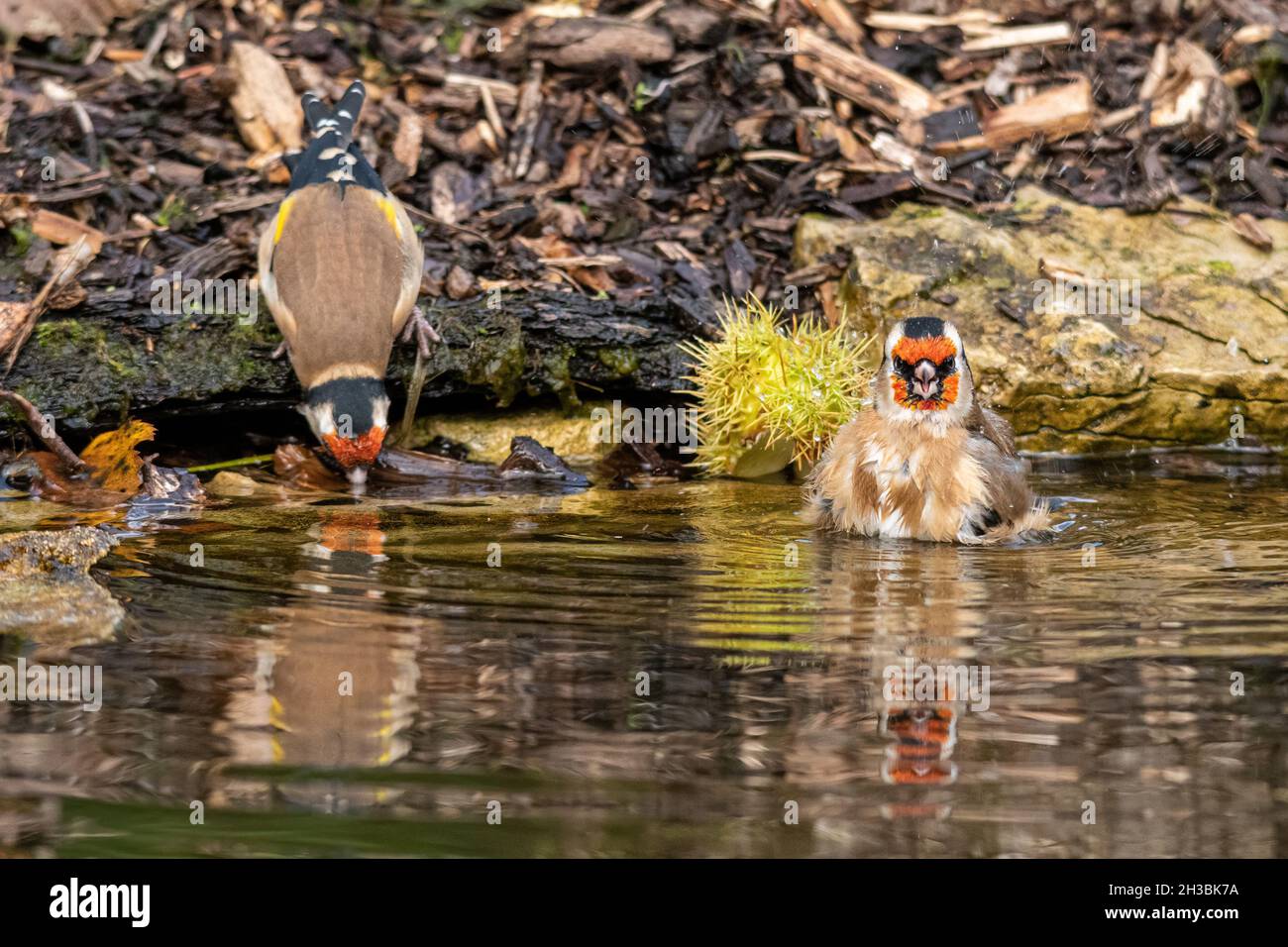 Two goldfinches (Carduelis carduelis) at a garden pond, one having a bath and one drinking the water, UK Stock Photo