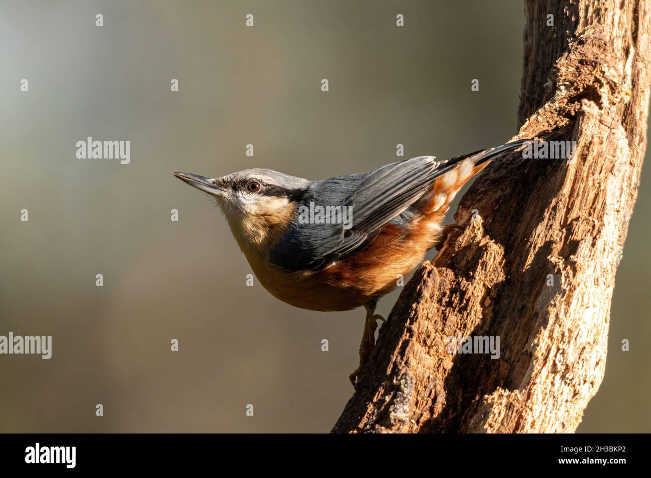 Nuthatch (Sitta europaea), a woodland bird on a dead tree, UK Stock Photo