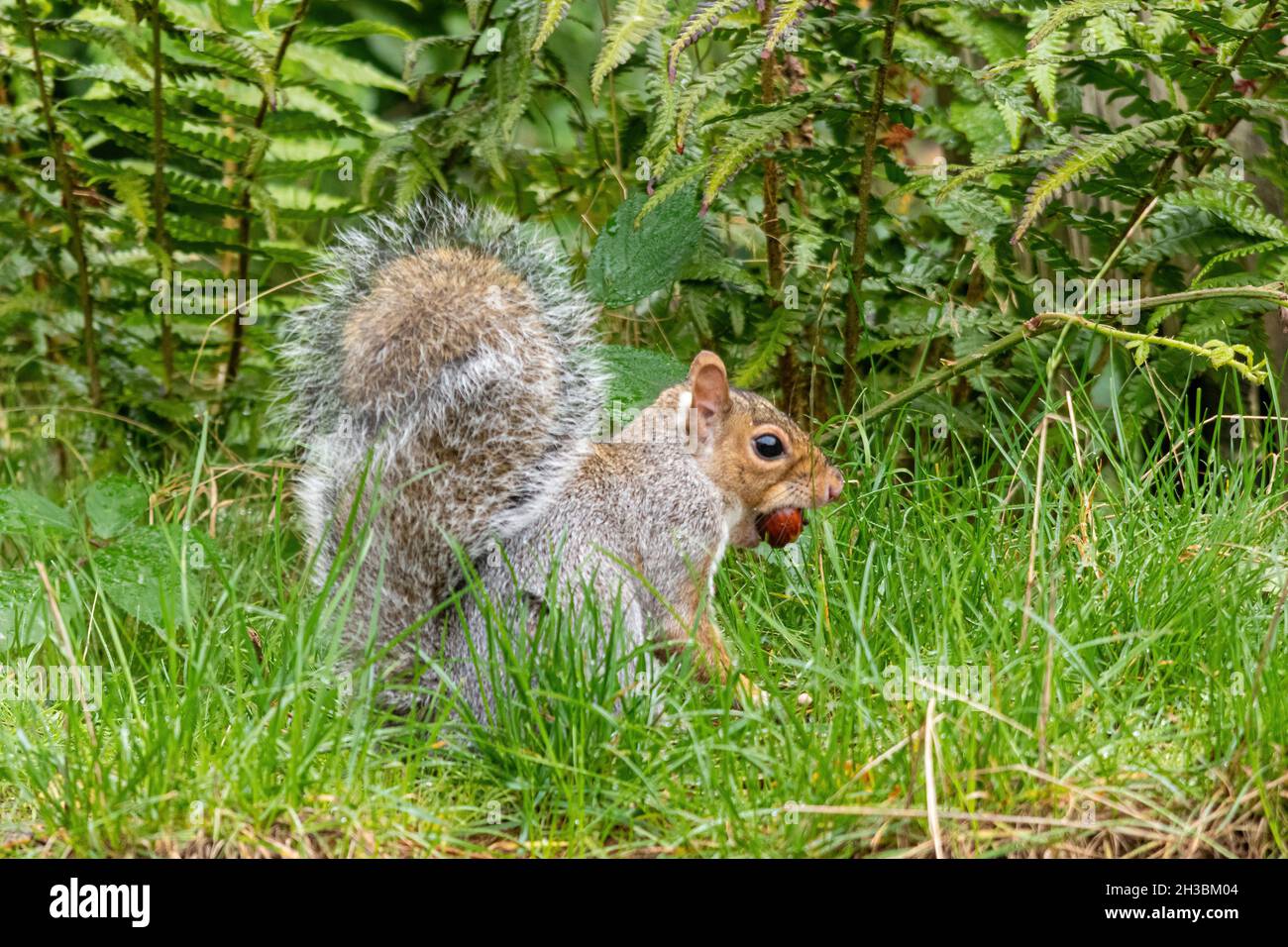 Grey Squirrel Food Hi res Stock Photography And Images Alamy Grey Squirrel Food Hi res Stock Photography And Images Alamy