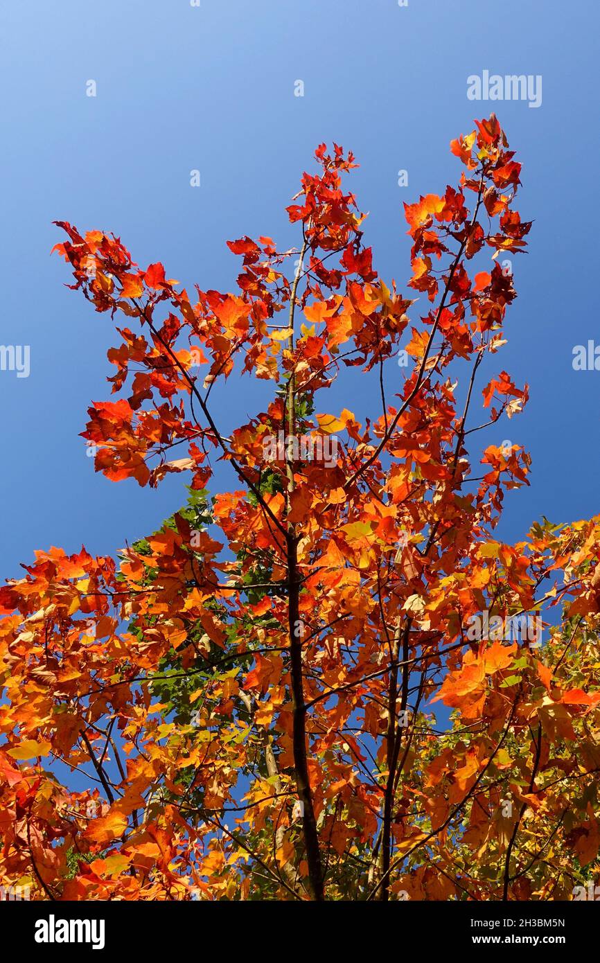 Autumn foliage, maple tree, close-up, blue sky Stock Photo