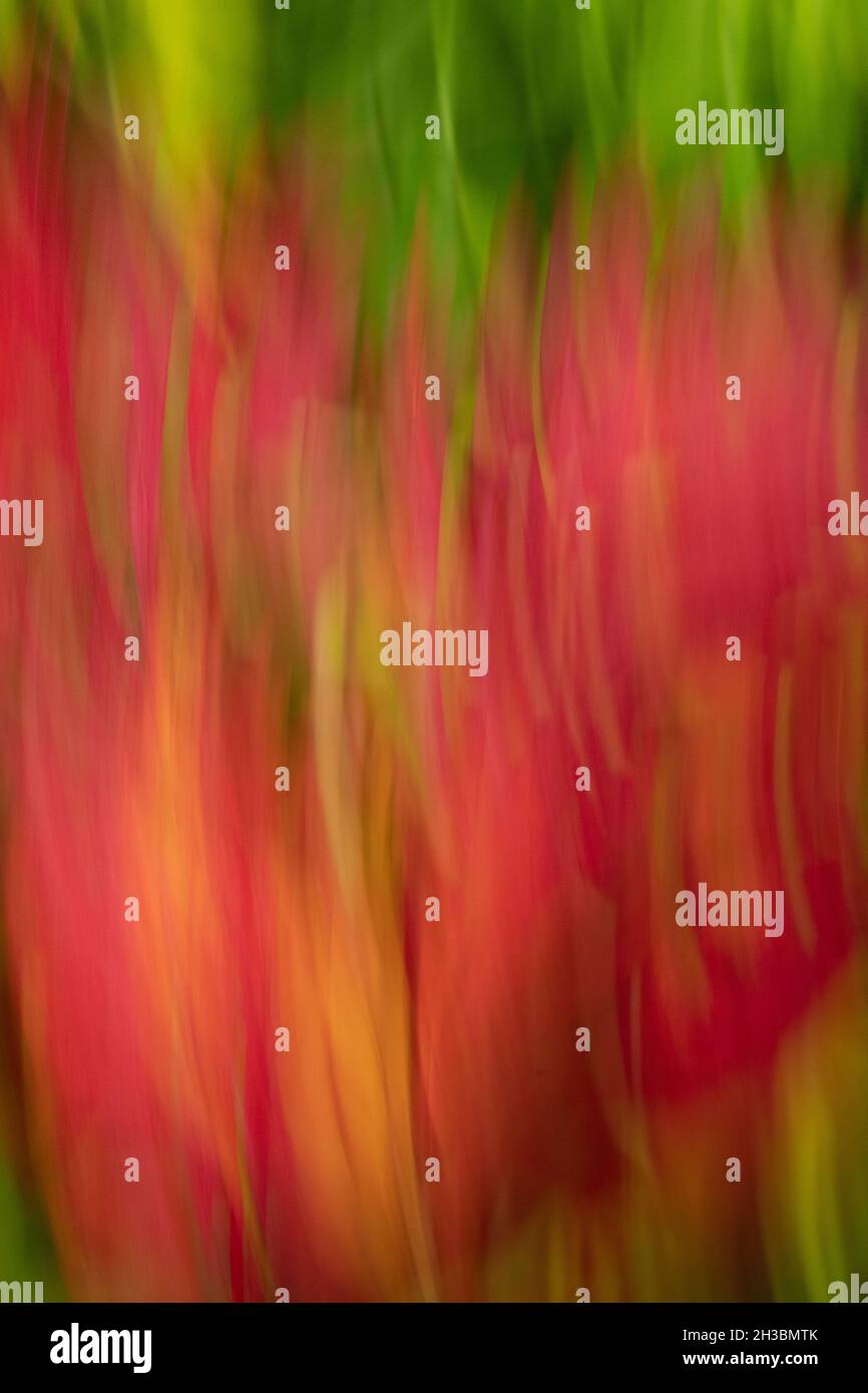 Autumn leaves in wind, Fall Color, Blurred Motion Stock Photo