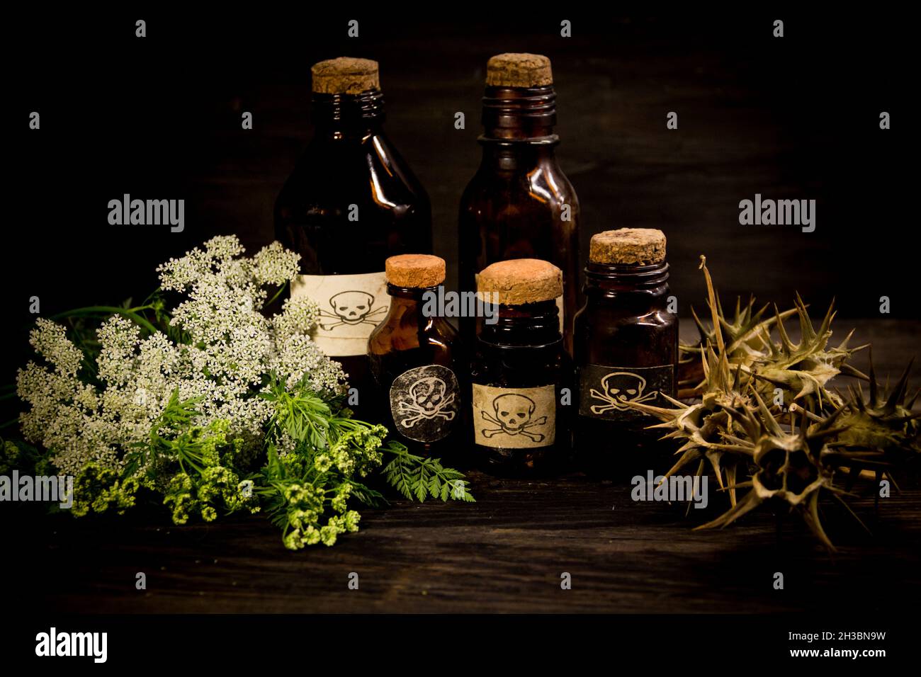 poison bottles, hemlock flowers and burundanga seeds Stock Photo