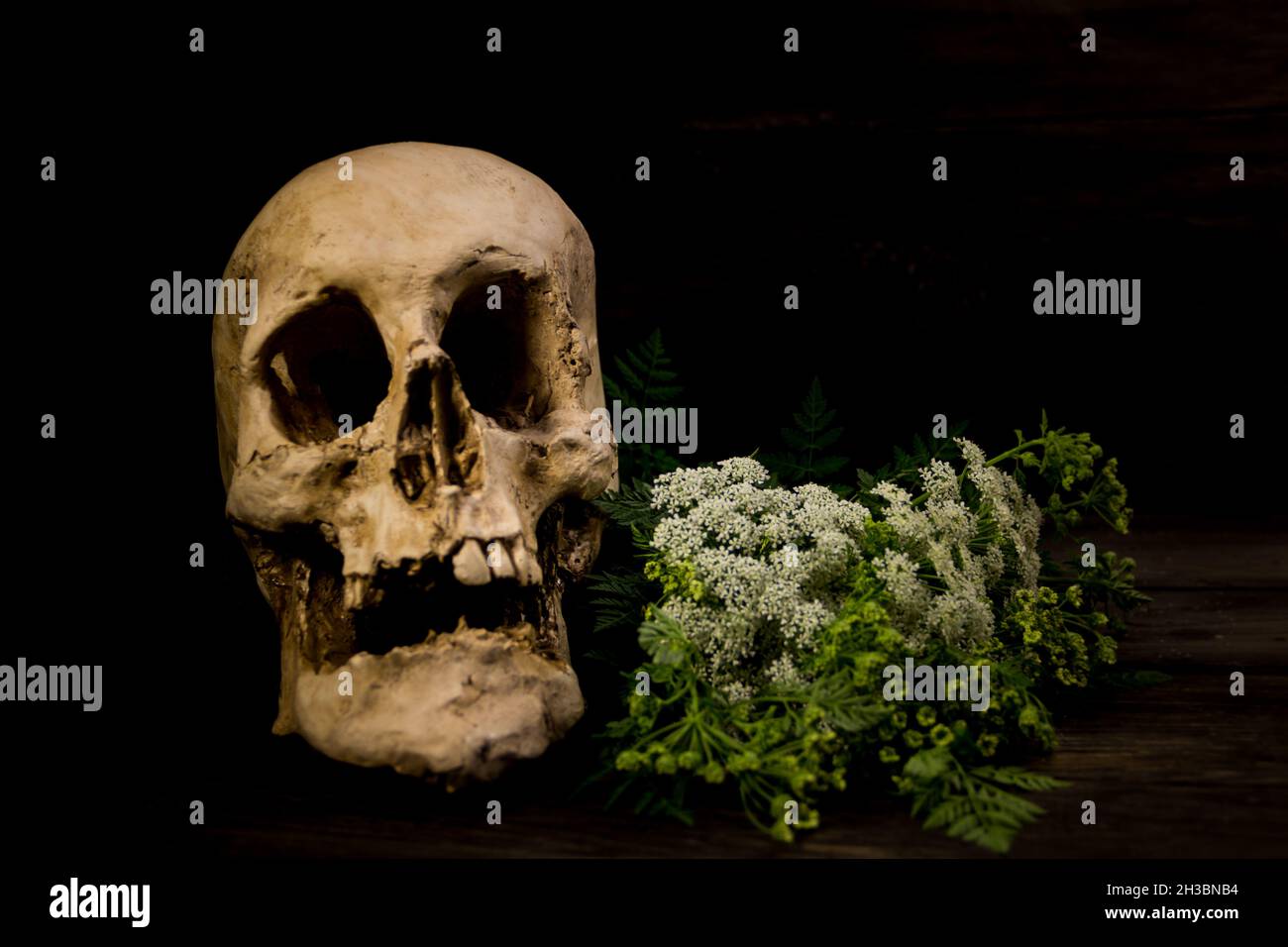 a bouquet of hemlock flowers with a human skull Stock Photo