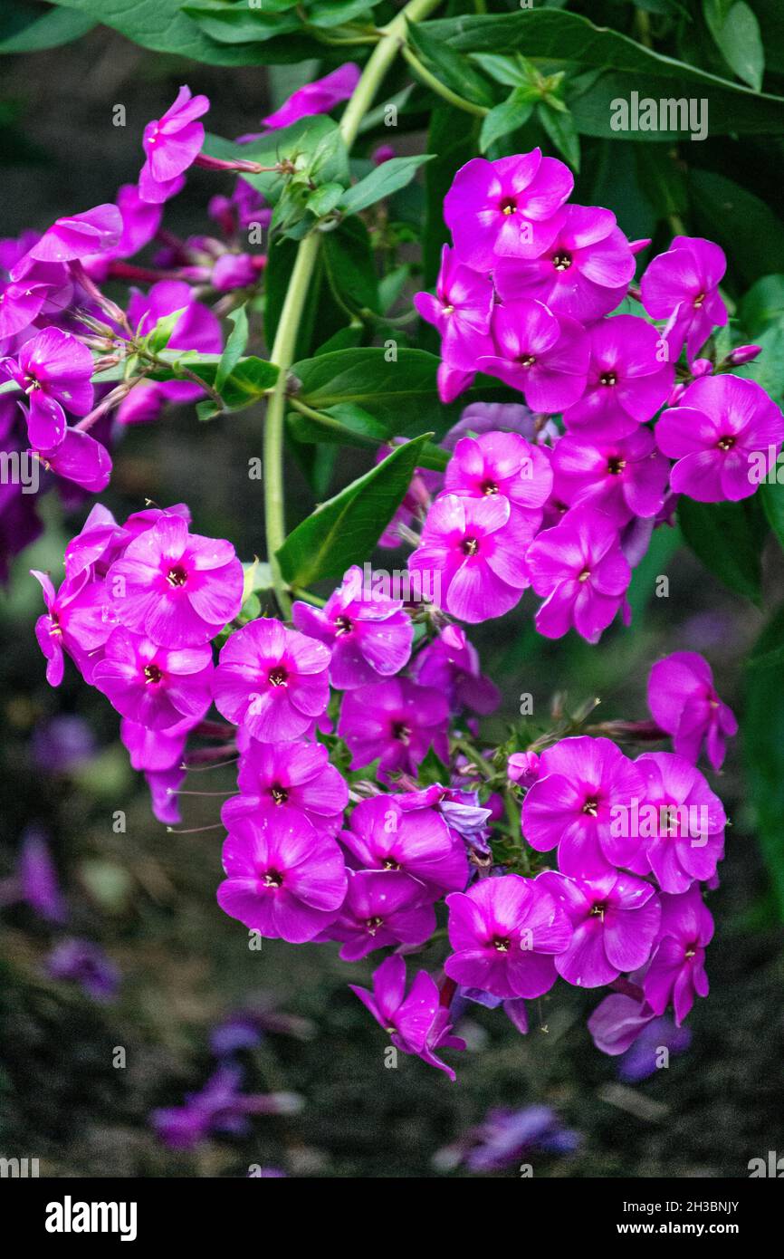 Phlox flowers. Beautiful large inflorescences of purple phlox. Stock Photo