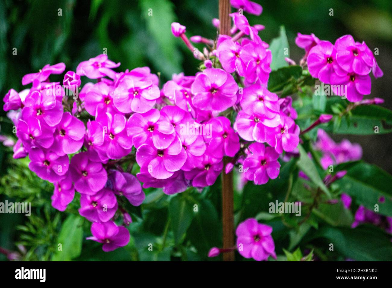 Phlox flowers. Beautiful large inflorescences of purple phlox. Stock Photo