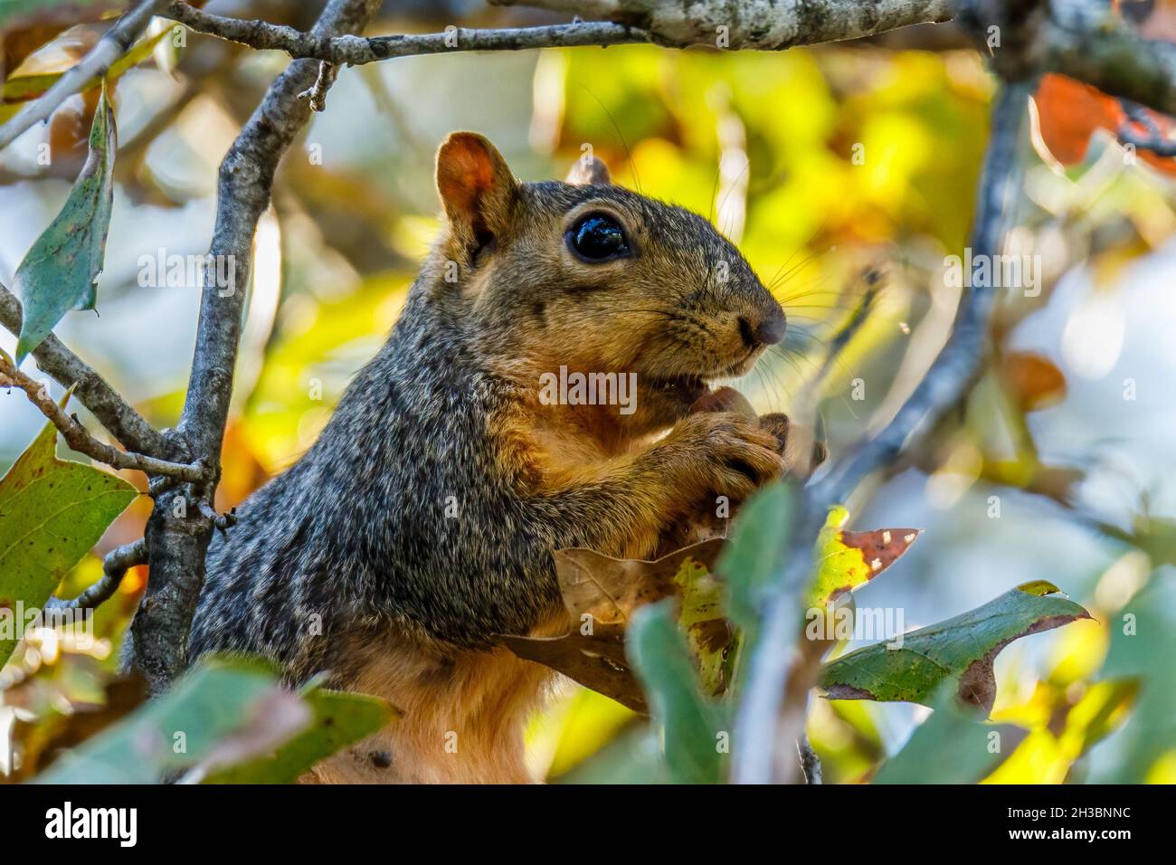 Squirrel eating a nut. Stock Photo