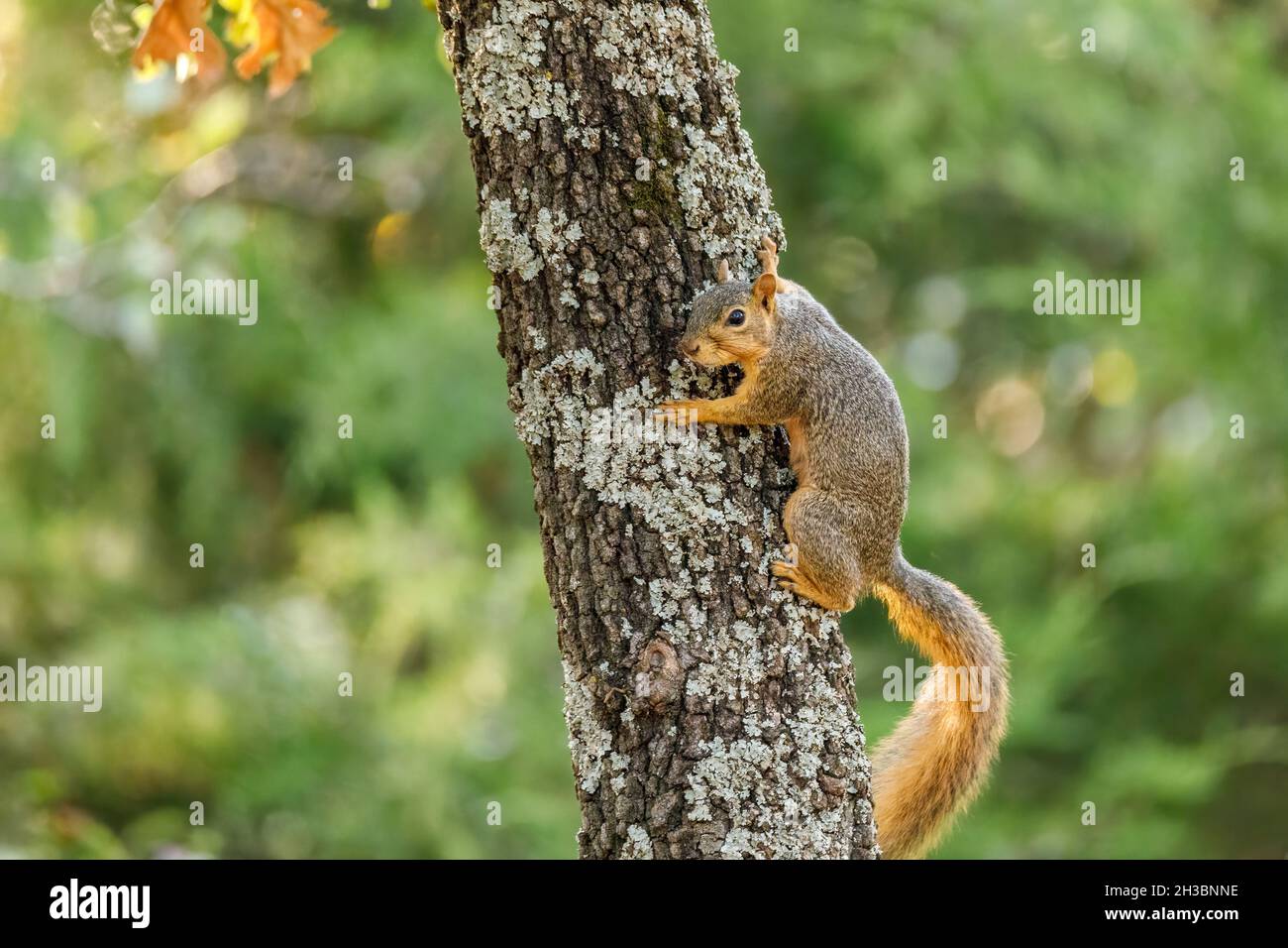Squirrel climbing a tree Stock Photo
