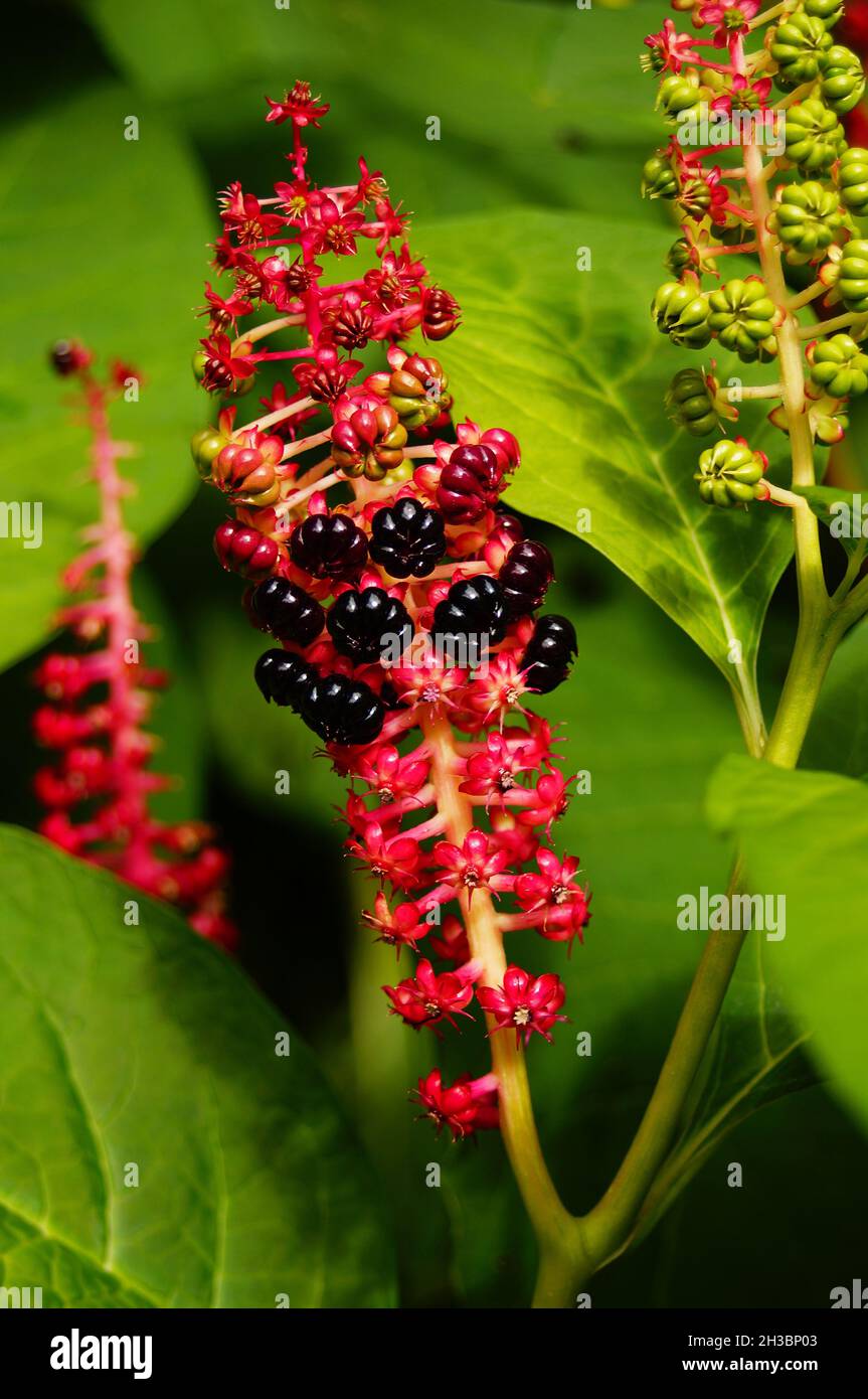 Fruit stand of a pokeweed. Stock Photo
