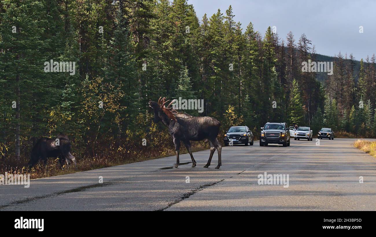 Tourists in cars on Maligne Lake Road observing big male moose with enormous antlers on the street in the Rocky Mountains in autumn with trees. Stock Photo