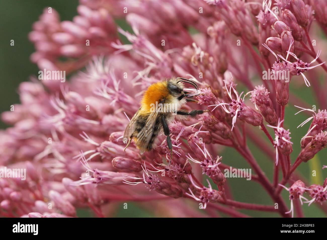 Closeup on the common carder bee, Bombus pascuorum, sitting Stock Photo