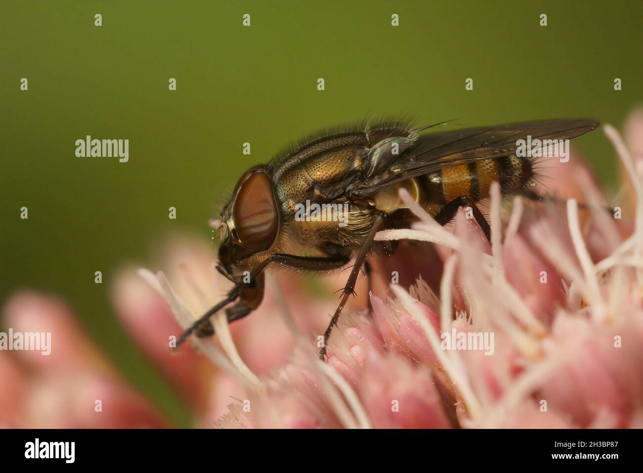 Closeup on the locust blowfly, Stomorhina lunata on a pink flower Stock Photo
