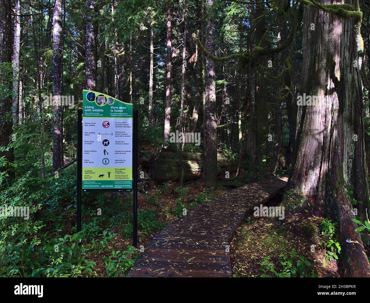 Information board at the trailhead of Rainforest Trail, Vancouver Island in dense forest with old trees. Focus on sign. Stock Photo