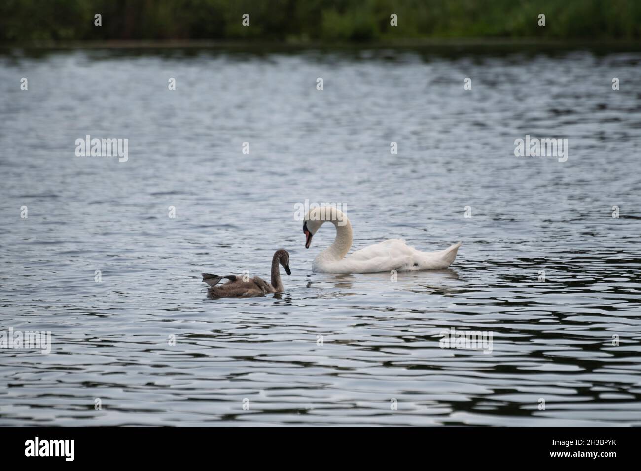 A young swan with its leg up is floating on the lake, Gorodischensky lake, Pskov region, Russia Stock Photo
