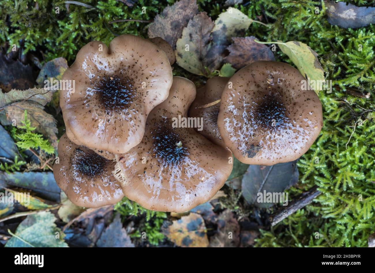 Bulbous Honey Fungus - identified by Mycokey AI as Armillaria lutea Stock Photo