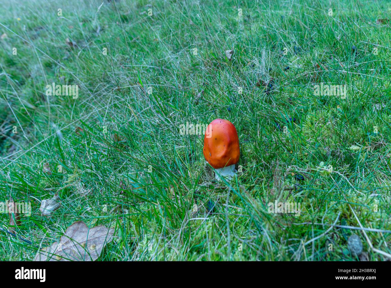 Wild Red Fungus Stock Photo