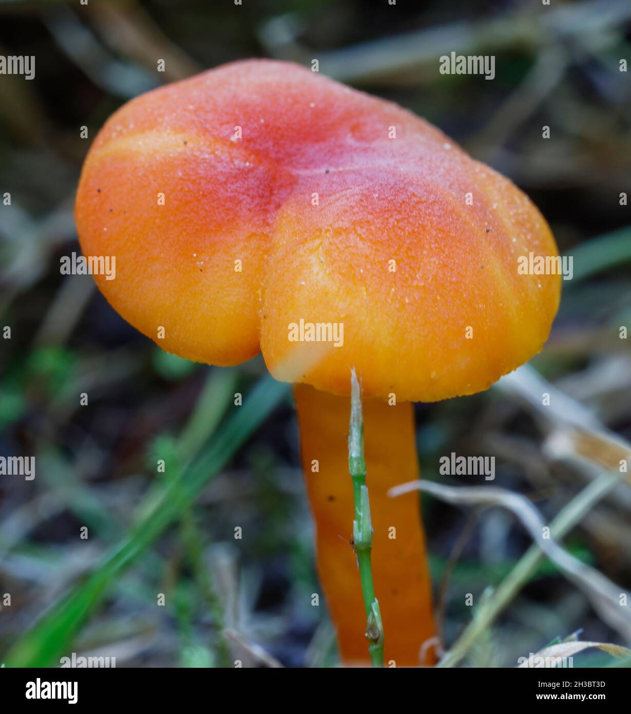 Red and orange wild fungus Stock Photo