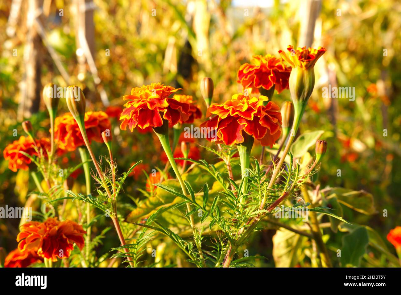 Orange Marigold Flower Bookeh Photo at a Sunny Day Outdoor Stock Photo
